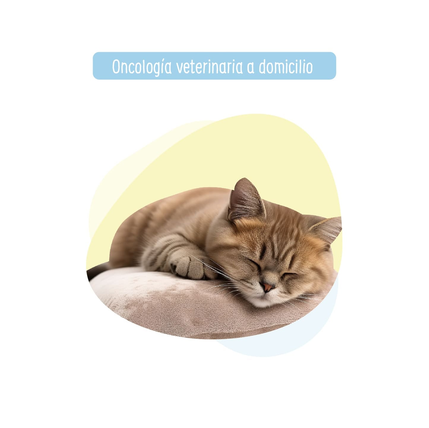 Especialidad Veterinaria: Medico Oncologo para Perro y Gato a Domicilio