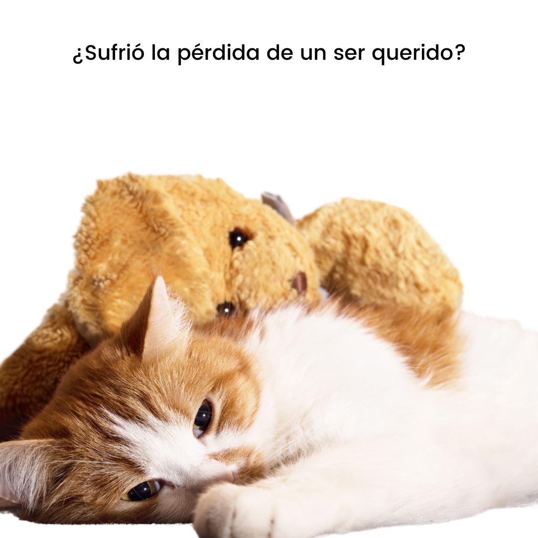 Adiestradores & Etólogos Diagnóstico a Domicilio en CDMX Adiestradores & Etólogos Host a Pet©