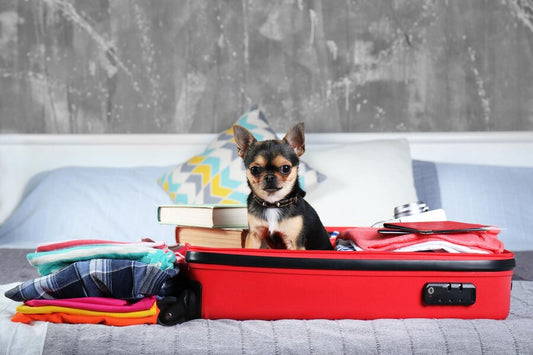 Viajar con tu perro o gato: guía completa de vacunación y requisitos 2024