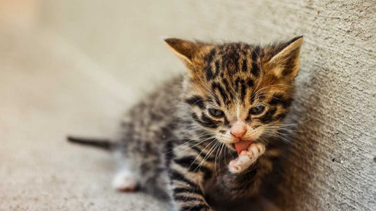 ¿A qué edad se puede bañar un gato?