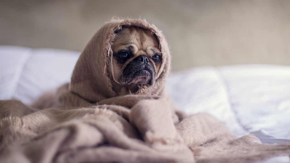 ¿Sabes cómo actuar en caso de emergencia con tu mascota?