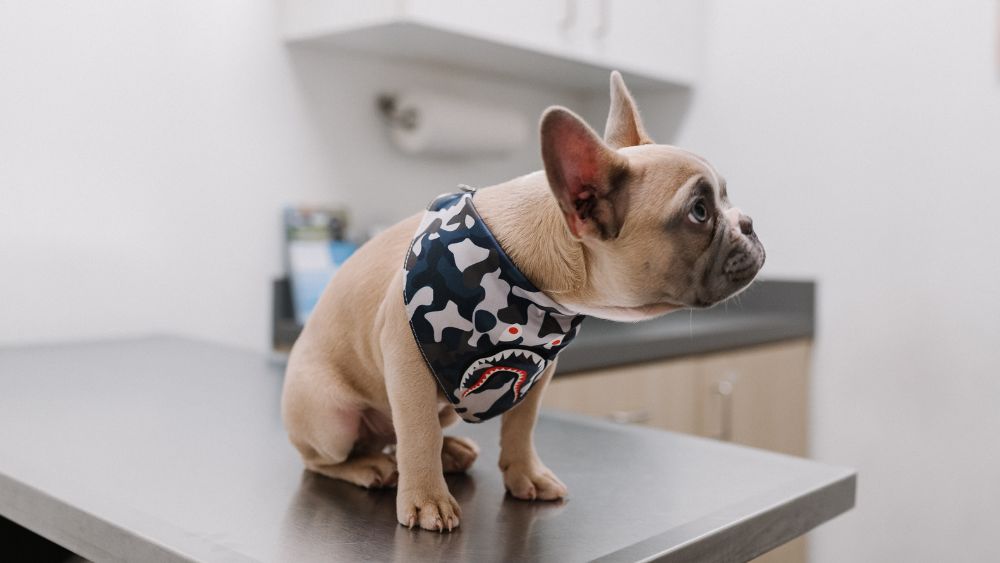 ¿Cómo comunicarse con un Veterinario en Línea?  Guía para Dueños de Mascotas