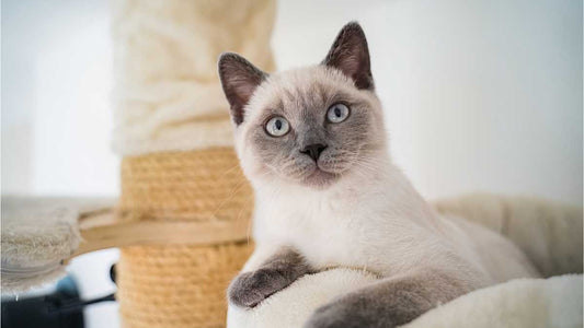 ¿Cómo Enseñar a un Gato a usar el Arenero?