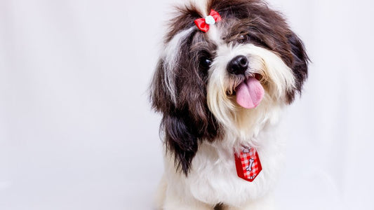 ¿Cómo funciona una estética para perros a domicilio?