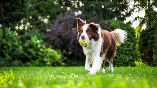 Valiosos Consejos para Adiestrar a tu Perro