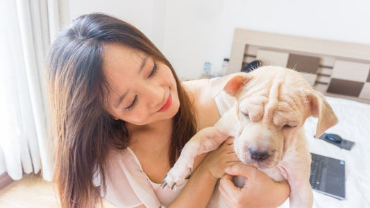 ¿Dónde dejar a tu mascota en las vacaciones?