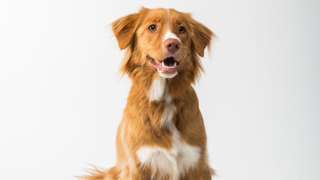 ¿Los perros pueden comer pescado?
