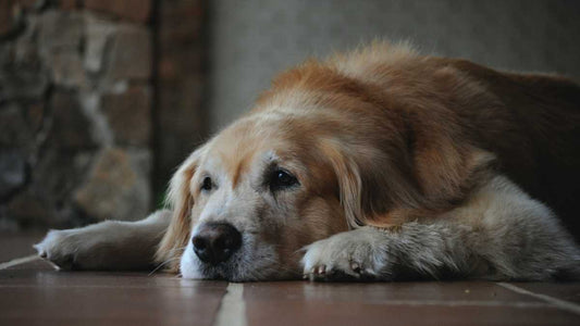 ¿Cuál es el alimento más sano para los perros senior?