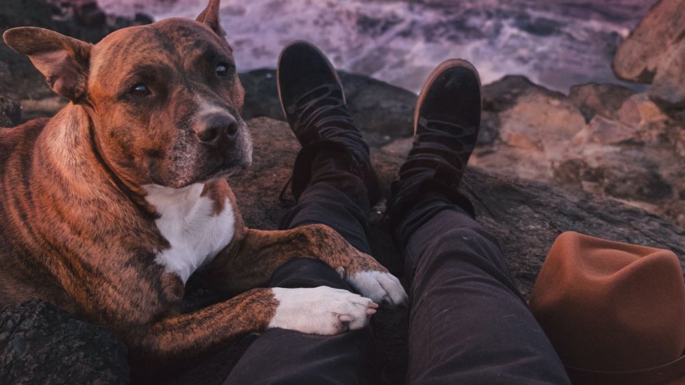 Requerimientos para Viajar con tu Mascota: Dentro y Fuera de México