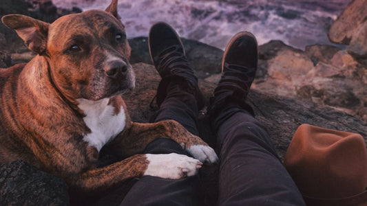 Requerimientos para Viajar con tu Mascota: Dentro y Fuera de México