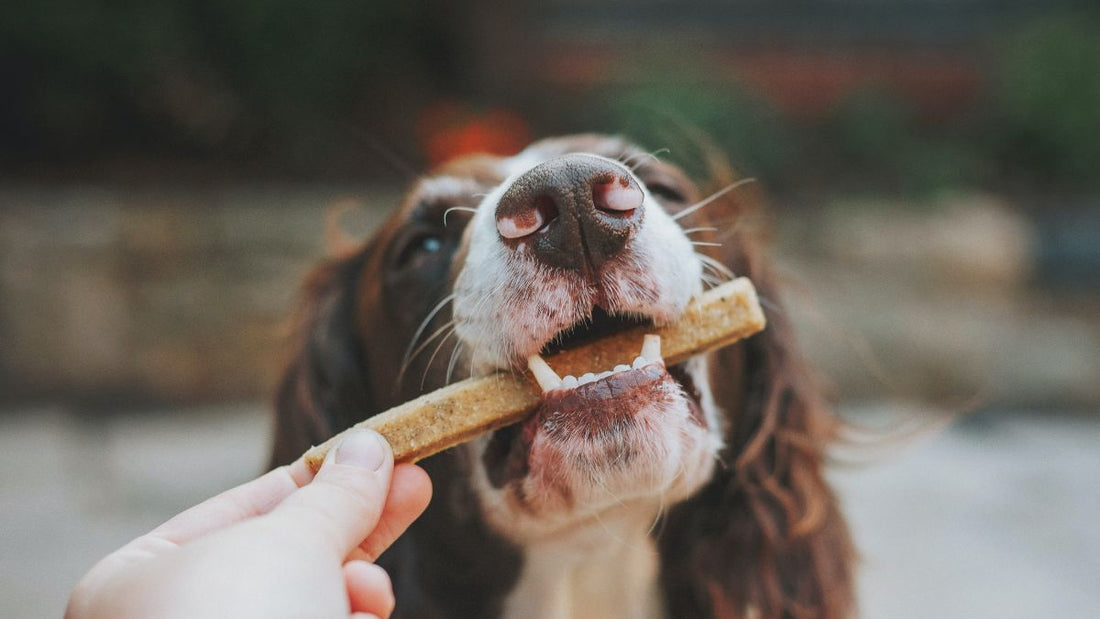 3 Snacks Naturales para tu Perro