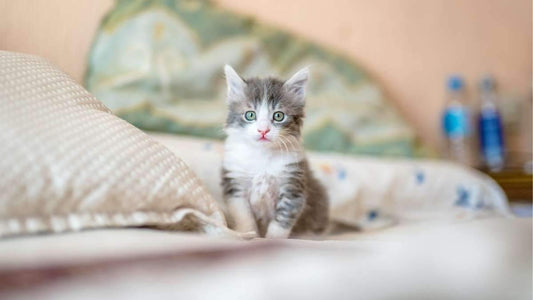 7 Tips de alimentación para gatos - Petzer