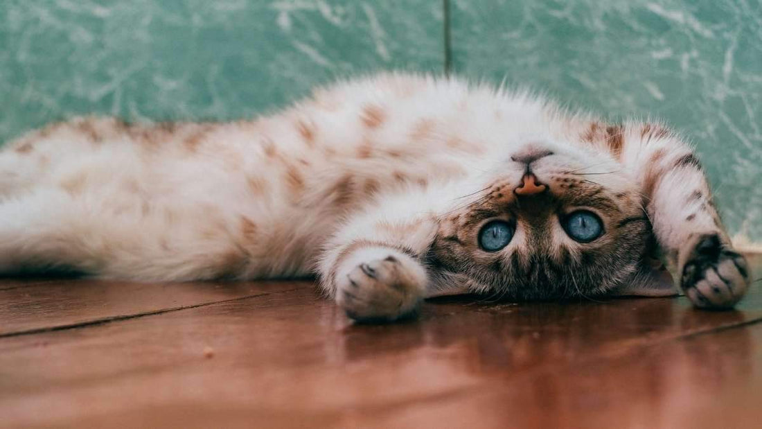 Vacunas Necesarias para tu Gato