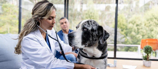 Veterinario a domicilio en Puebla atendiendo a perro en casa con cariño y profesionalismo