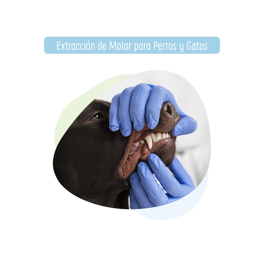 Extracción de Molar para Perros y Gatos