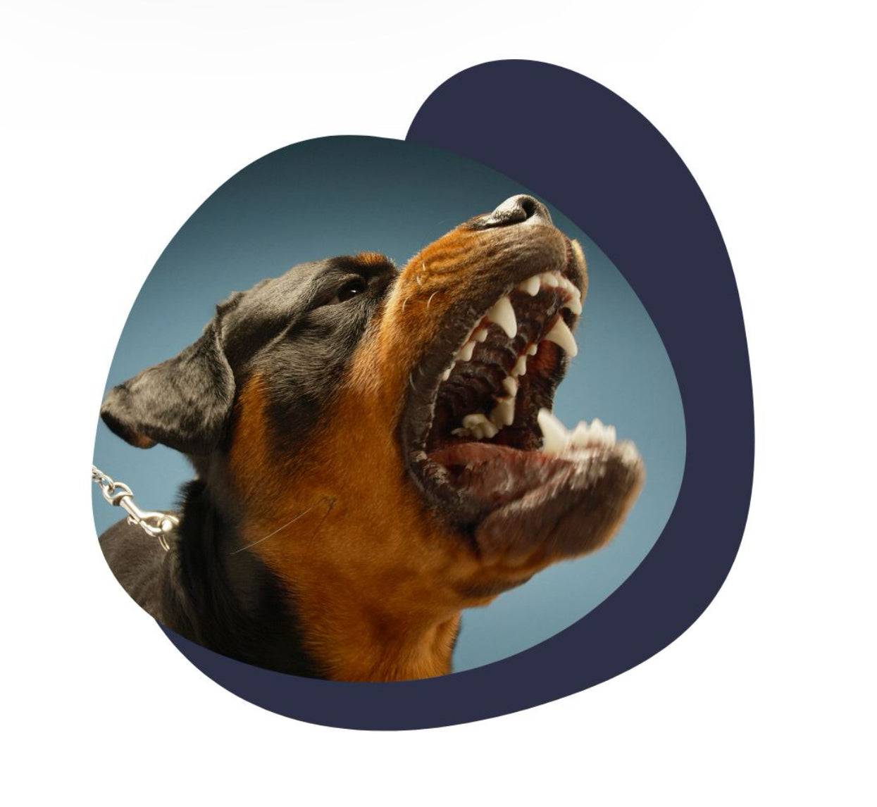 Diagnóstico de Adiestramiento de Perros y Gatos a Domicilio en CDMX