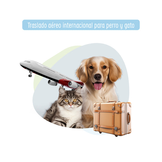 ⁠Traslado Aéreo Internacional para Perro y Gato
