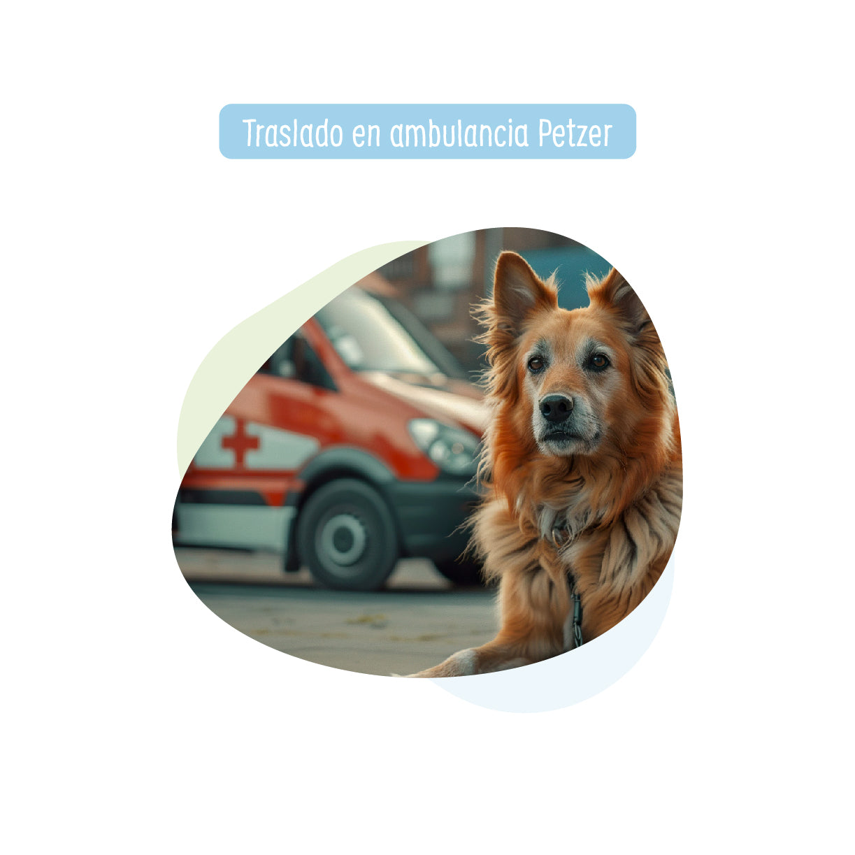 Traslado en ambulancia Petzer para Perros y Gatos