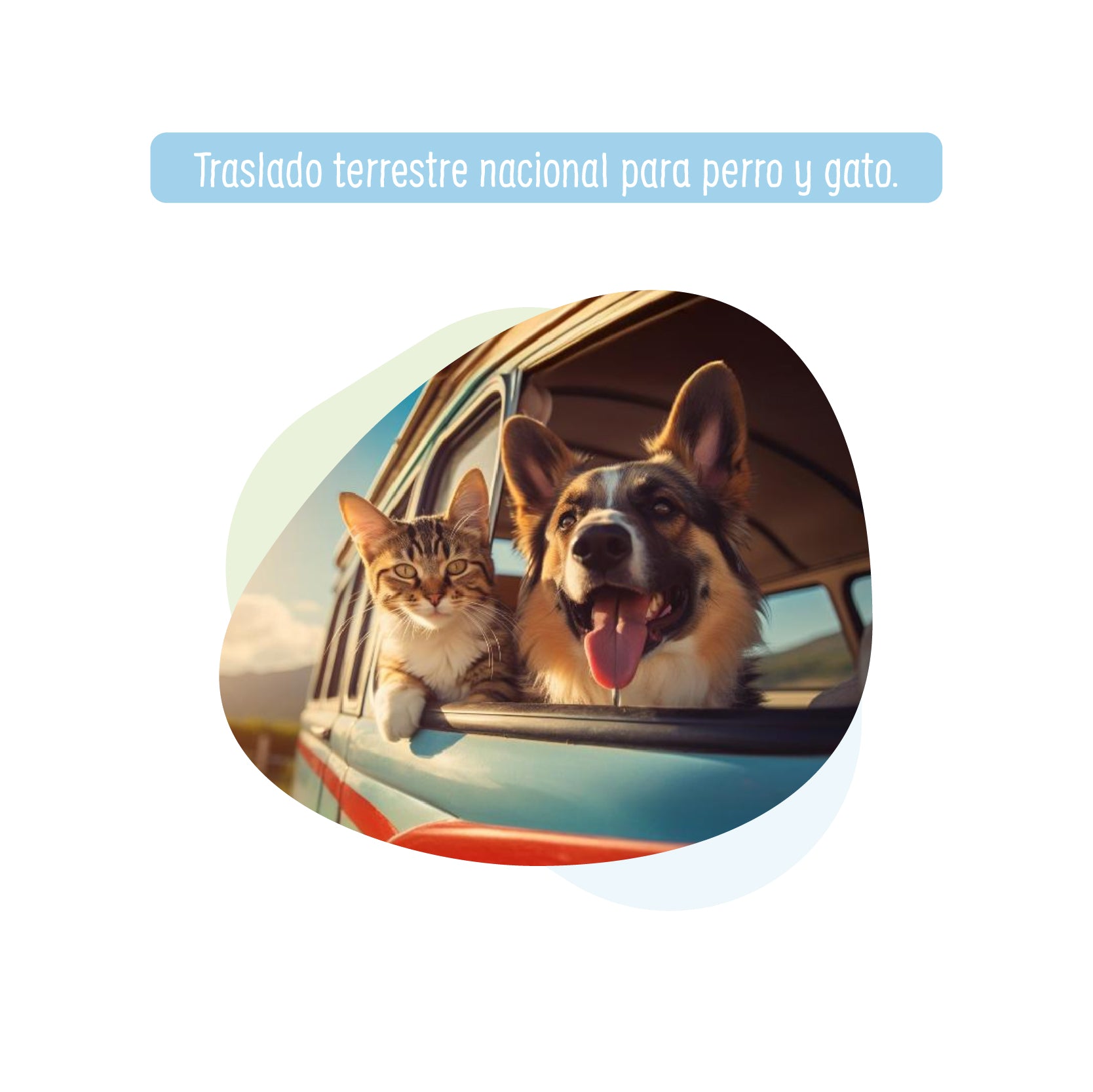 Traslado Terrestre Nacional para Perro y Gato