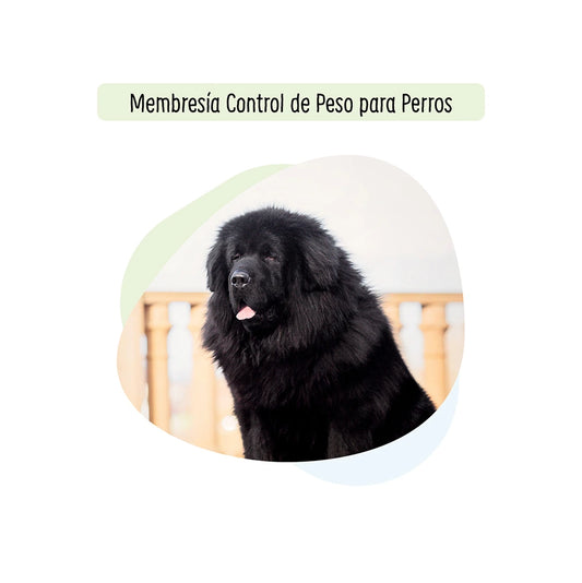 Tratamiento Control de Peso para Perros