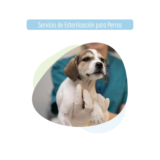 Esterilización para Perro a Domicilio