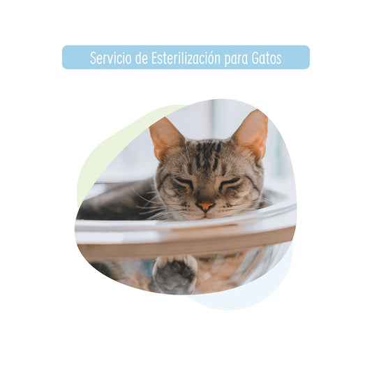 Esterilización para gato a Domicilio