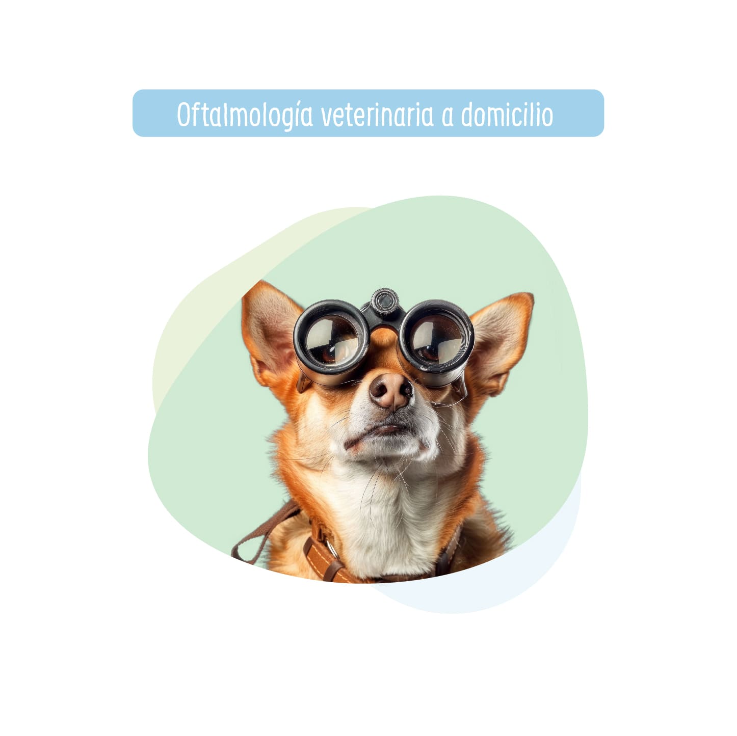 Especialidad Veterinaria: Medico Oftalmologo para Perro y Gato a Domicilio