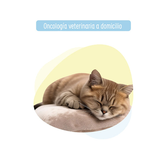 Especialidad Veterinaria: Medico Oncologo para Perro y Gato a Domicilio