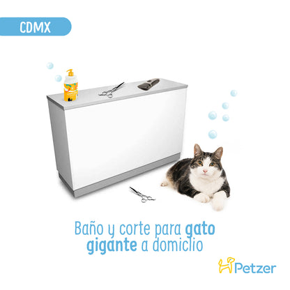 Baño y Corte de Pelo a Domicilio para Gatos Gigantes | CDMX | Servicio de estética a domicilio para mascotas | Petzer