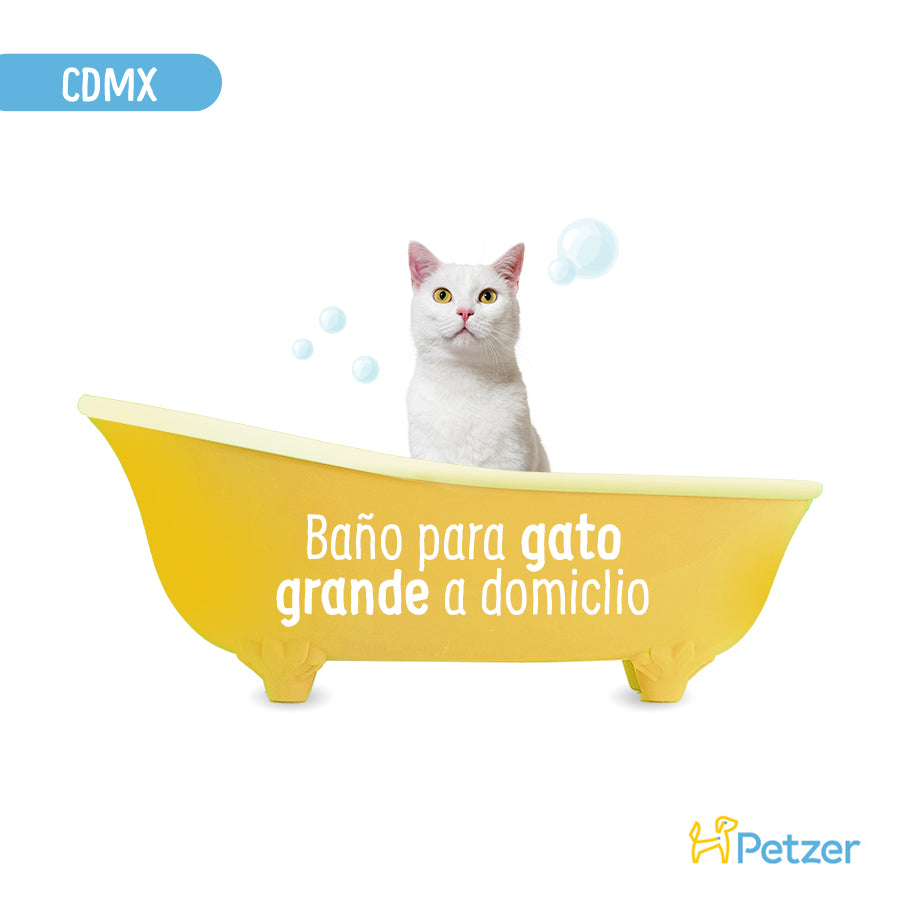 Baño a Domicilio para Gato Grande de Pelo Corto CDMX | Servicios de estética a domicilio para mascotas | Petzer