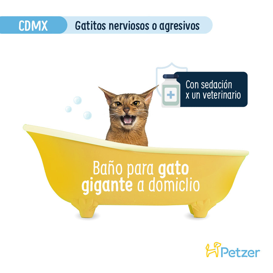 Baño a Domicilio para Gato Gigante Nervioso o Agresivo CDMX | Servicio de estética a domicilio para mascotas | Petzer