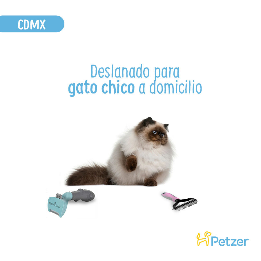 Baño y Deslanado a Domicilio para Gato Chico | Servicios de estética a domicilio para mascotas | Petzer