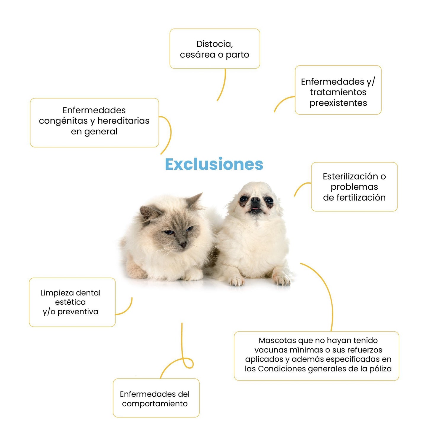 Seguro para Perro Petzer Anual SIM25 | Seguro para Mascotas | Petzer© 