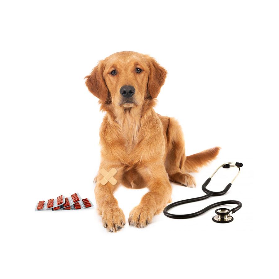 Membresía VIP Petzer ALFA para Perros Grandes | Membresía para mascotas | Petzer