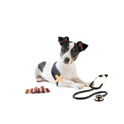 Membresía VIP Petzer ALFA para Perros Medianos | Membresías para mascotas | Petzer