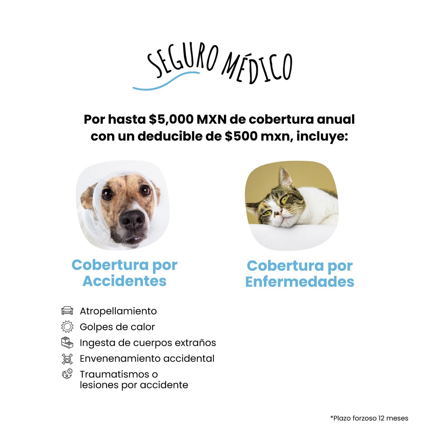 Membresía Petzer | Kit Bienvenida para Perros y Gatos | Petzer