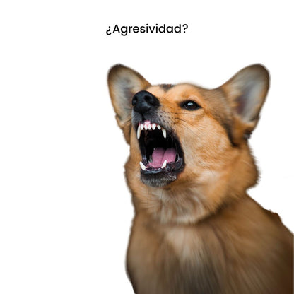 Entrenamiento Avanzado de Adiestramiento para Perros y Gatos a Domicilio en CDMX | 10 sesiones | Adiestradores & Etólogos | Petzer