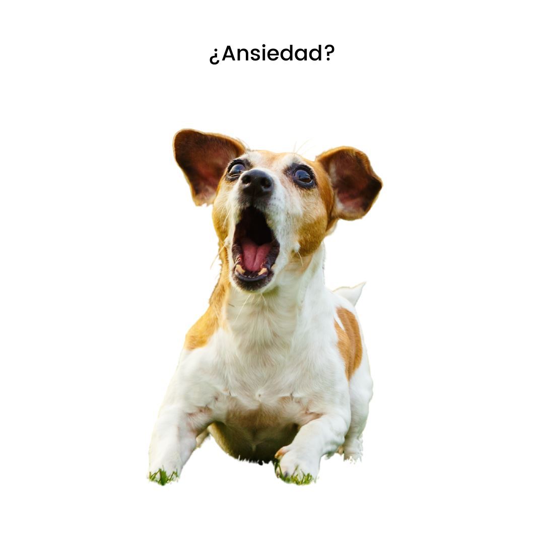 Entrenamiento Básico de Adiestramiento de Perros y Gatos a Domicilio en CDMX | 5 sesiones |Adiestradores & Etólogos | Petzer