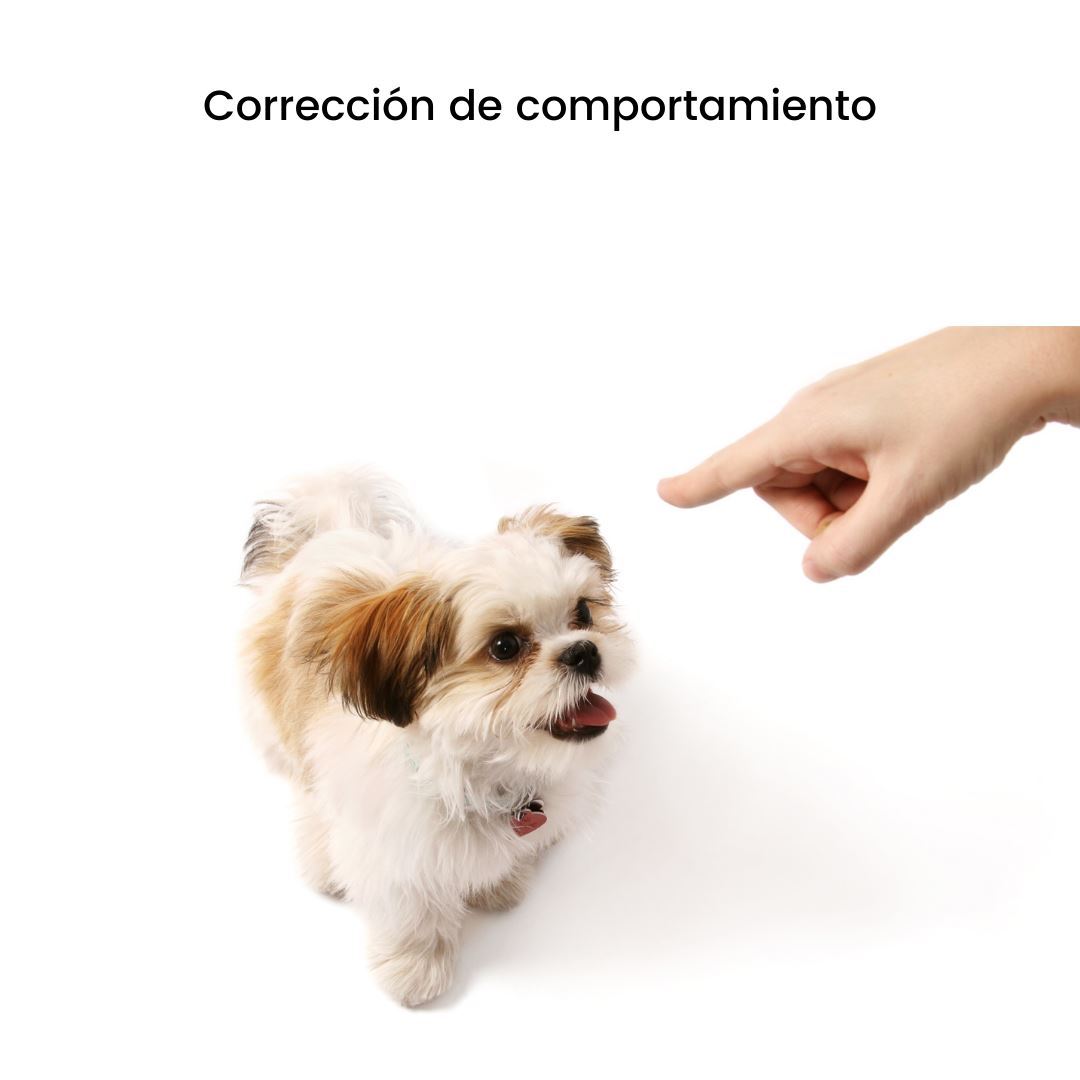 Entrenamiento Básico de Adiestramiento de Perros y Gatos a Domicilio en CDMX | 5 sesiones |Adiestradores & Etólogos | Petzer