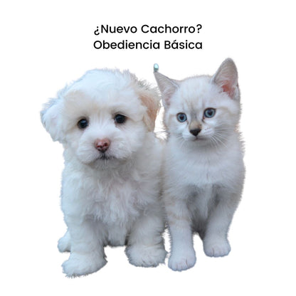 Adiestradores & Etólogos Diagnóstico a Domicilio en CDMX Adiestradores & Etólogos Host a Pet© 