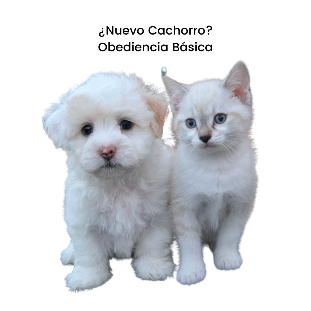 Entrenamiento Básico de Adiestramiento de Perros y Gatos a Domicilio en CDMX | 5 sesiones |Adiestradores & Etólogos | Petzer